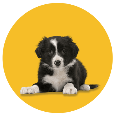 Puppy