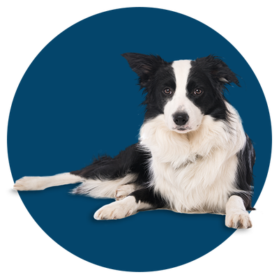 senior dog