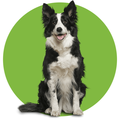 adult dog
